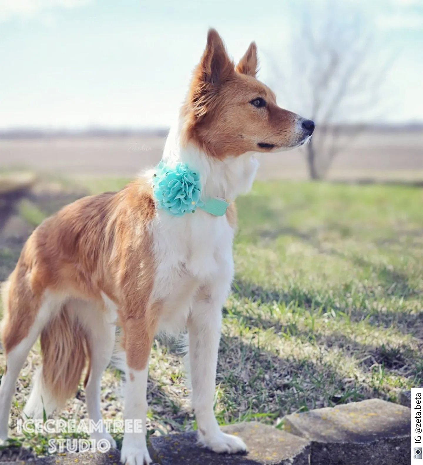 Jumbo Mint Green Gold Dot Bloom Collar Slide On - Large Flower Collar Accessory